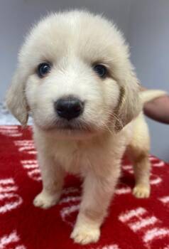 Affenpinscher and Mixed Breed Dogs Available for Adoption in Lockhart, Texas - Gust | PetCurious