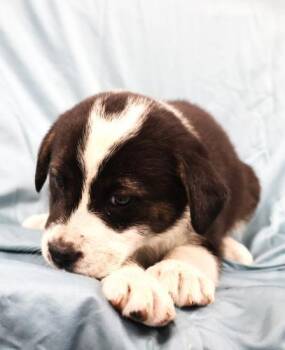 Fennel -  Shepherd Dog for Adoption in Thief River Falls, Minnesota - Fennel | PetCurious
