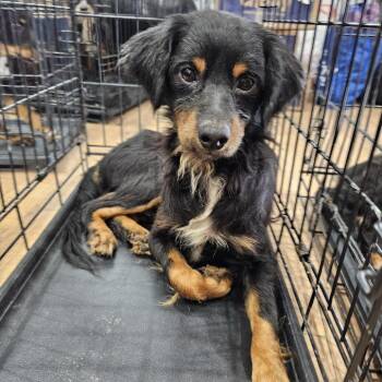 Chihuahua and Dachshund Dogs Available for Adoption in Spokane, Washington - Yoshi | PetCurious