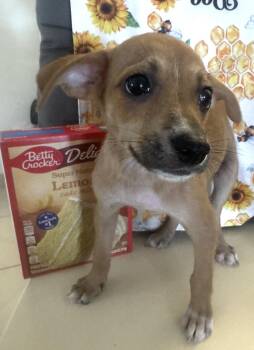 Hope -  Chiweenie Dog for Adoption in Virginia Beach, Virginia - Hope | PetCurious