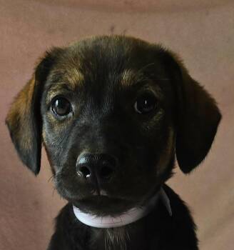 Mallow -  Shepherd and Labrador Retriever Dog for Adoption in Newport, Tennessee - Mallow | PetCurious