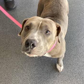 Rescue Terrier Dogs for Adoption in Montgomery, Alabama - Jolly | PetCurious