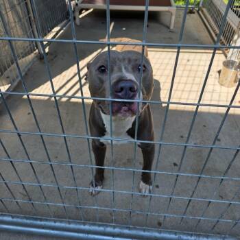 Judd -  Pit Bull Terrier Dog for Adoption in Columbus, North Carolina - Judd | PetCurious