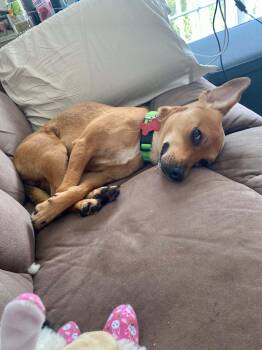 Puddles -  Chihuahua Dog for Adoption in Roxbury Township, New Jersey - Puddles | PetCurious