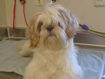 Rescue Shih Tzu Dogs for Adoption in Sacramento, California - A904184 | PetCurious