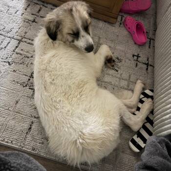 Posie -  Great Pyrenees Dog for Adoption in Beaumont, Texas - Posie | PetCurious