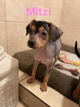 Rescue Xoloitzcuintli Mexican Hairless Dogs for Adoption in Cupertino, California - MITZI 3 Months Old | PetCurious