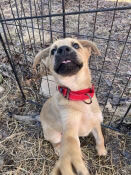 Retriever Dogs Available for Adoption - Bumble | PetCurious