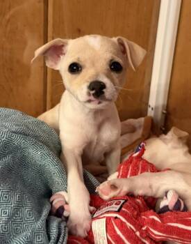 Terrier Dogs Available for Adoption - Maple | PetCurious