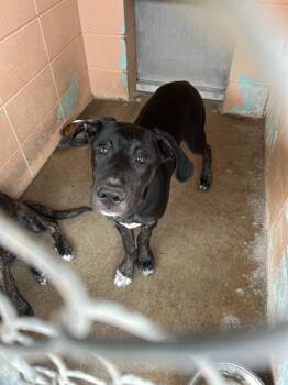 Labrador Retriever and Pit Bull Terrier Dogs Available for Adoption in Gautier, Mississippi - Ghost Crab | PetCurious