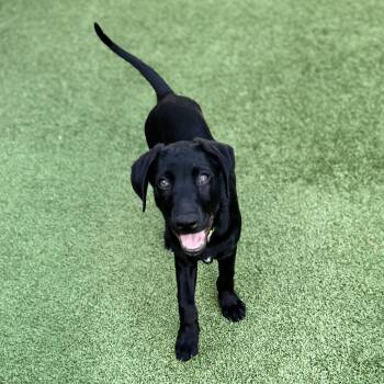 Elton Song -  Labrador Retriever Dog for Adoption in Fort Worth, Texas - Elton Song | PetCurious