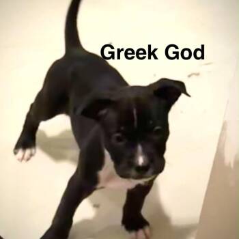 Greek God -  Pit Bull Terrier Dog for Adoption in Olathe, Kansas - Greek God | PetCurious