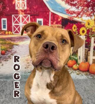 Roger -  Mixed Breed Dog for Adoption in Flint, Michigan - Roger | PetCurious