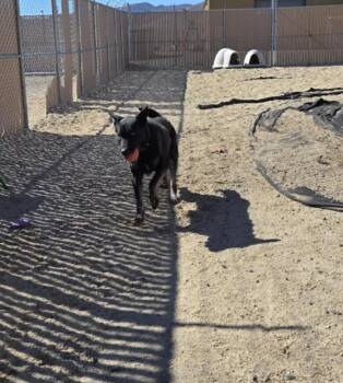 Rescue German Shepherd Dog Dogs for Adoption in Silver Springs, Nevada - Bones | PetCurious