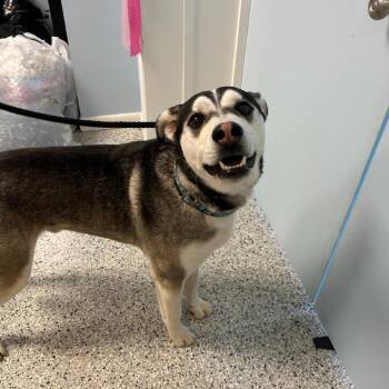 Husky and Mixed Breed Dogs Available for Adoption in Decherd, Tennessee - Milo | PetCurious