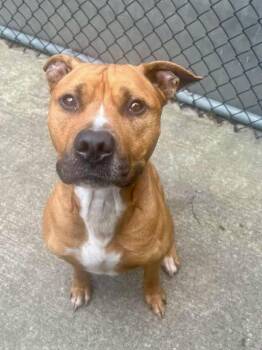 Vernon -  Pit Bull Terrier Dog for Adoption in Chicago, Illinois - Vernon | PetCurious