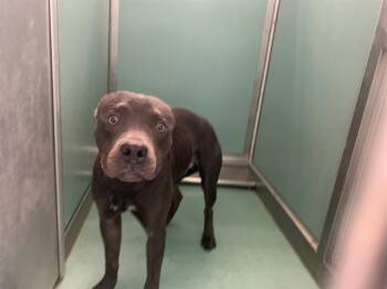 A552436 -  Pit Bull Terrier Dog for Adoption in Moreno Valley, California - A552436 | PetCurious