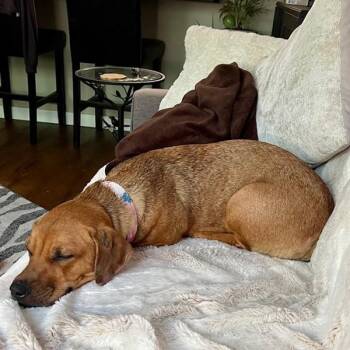 Icey -  Mixed Breed Dog Available for Adoption in Winnipeg, Manitoba - Icey | PetCurious