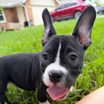Archie -  French Bulldog and American Bulldog Dog for Adoption in Montgomery, Texas - Archie | PetCurious