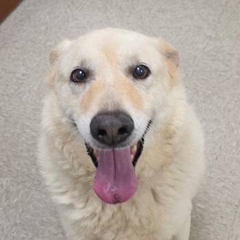 Charlie -  German Shepherd Dog and Mixed Breed Dog for Adoption in Chatham, Virginia - Charlie | PetCurious