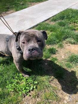 Tux -  American Bulldog and Mixed Breed Dog for Adoption in Rochester, New York - Tux | PetCurious