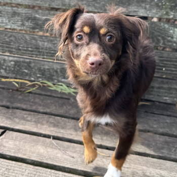 Rescue Chihuahua and Shih Tzu Dogs for Adoption in Oakland, California - Maulo | PetCurious