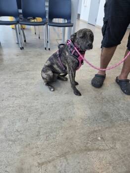 Rescue Treeing Walker Coonhound and Mixed Breed Dogs for Adoption in Fort Worth, Texas - Lola | PetCurious