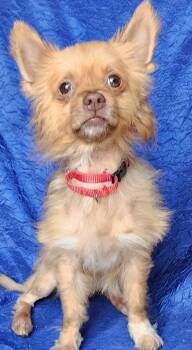 Ricky Ras -  Chihuahua and Pomeranian Dog for Adoption in Cuba, New York - Ricky Ras | PetCurious