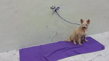 ROXYHONEY -  Chihuahua and Mixed Breed Dog for Adoption in Houston, Texas - ROXYHONEY | PetCurious