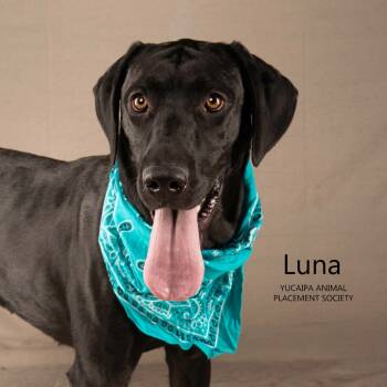 Rescue Great Dane and Black Labrador Retriever Dogs for Adoption in Yucaipa, California - Luna | PetCurious