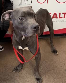 Rescue Mixed Breed Dogs for Adoption in West Chester, Pennsylvania - Chase | PetCurious