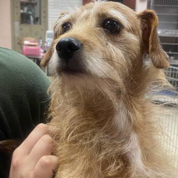 Astrid -  Wirehaired Dachshund and Chihuahua Dog for Adoption in Columbus, Georgia - Astrid | PetCurious