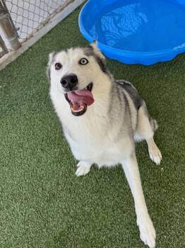 Sky -  Husky Dog for Adoption in Chino Valley, Arizona - Sky | PetCurious