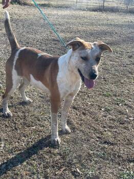 Rescue Australian Cattle Dog Blue Heeler Dogs for Adoption in Troy, Alabama - Halo | PetCurious
