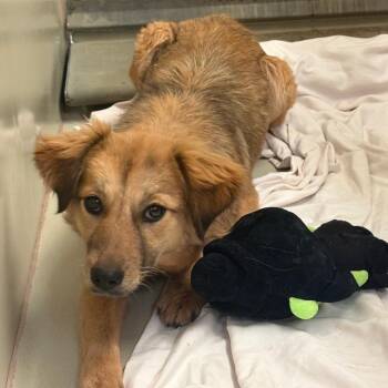 Australian Shepherd and Mixed Breed Dogs Available for Adoption in Flagstaff, Arizona - Jackie | PetCurious