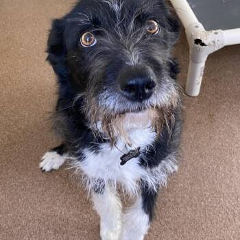 Border Collie Dogs Available for Adoption - Leila | PetCurious