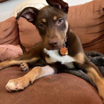 Labrador Retriever Dogs Available for Adoption - Red Rider  | PetCurious