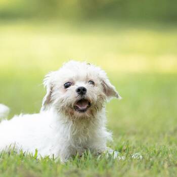 Astronaut -  Shih Tzu Dog for Adoption in Rossville, Georgia - Astronaut | PetCurious