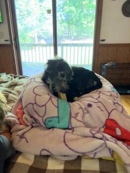 Sammie -  Dachshund and Poodle Dog for Adoption in Holly Springs, North Carolina - Sammie | PetCurious