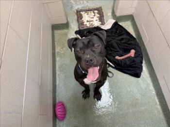 A176211 -  Mixed Breed Dog for Adoption in Santa Fe, New Mexico - A176211 | PetCurious
