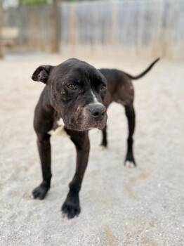 Benny -  Mixed Breed Dog for Adoption in Muskegon, Michigan - Benny | PetCurious