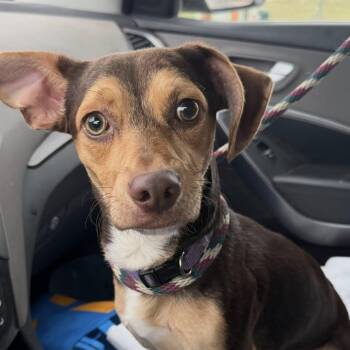 Rescue Mixed Breed Dogs for Adoption in Plainfield, Illinois - Earle | PetCurious