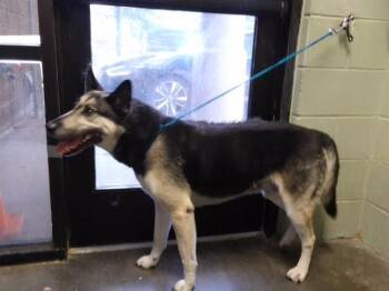DOC HOLIDAY -  German Shepherd Dog and Mixed Breed Dog for Adoption in Tulsa, Oklahoma - DOC HOLIDAY | PetCurious