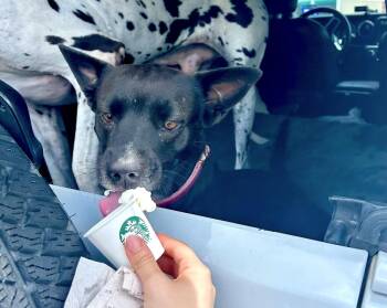 Luna - A true gem in every situation -  Labrador Retriever Dog for Adoption in Houston, Texas - Luna - A True Gem In Every Situation | PetCurious