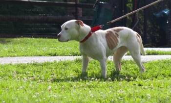 Sage -  Mixed Breed Dog for Adoption in West Chester, Pennsylvania - Sage | PetCurious