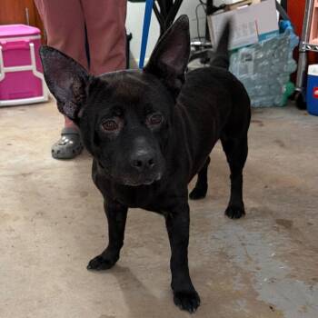 Norris -  Terrier and Mixed Breed Dog for Adoption in Edinburg, Texas - Norris | PetCurious