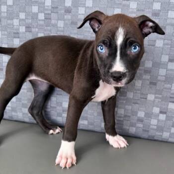 Piglet -  Mixed Breed Dog for Adoption in Las Vegas, Nevada - Piglet | PetCurious