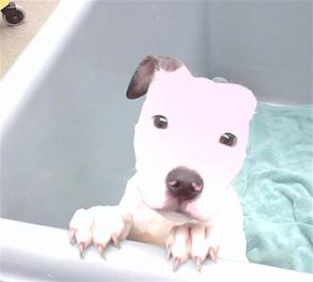 Boxer and Mixed Breed Dogs Available for Adoption - SOURPATCH KID | PetCurious