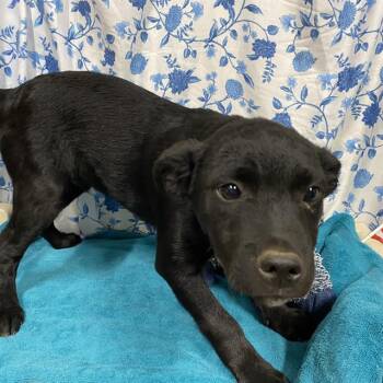 A612208 -  Australian Cattle Dog Blue Heeler Dog for Adoption in Modesto, California - A612208 | PetCurious