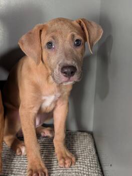Violet - the fawn puppy -  Labrador Retriever and Pit Bull Terrier Dog for Adoption in Ocean Township, New Jersey - Violet - The Fawn Puppy | PetCurious